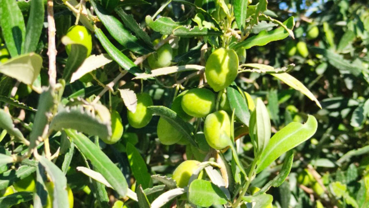 Willa Le Zagare Di Vendicari Lido di Noto Zewnętrze zdjęcie